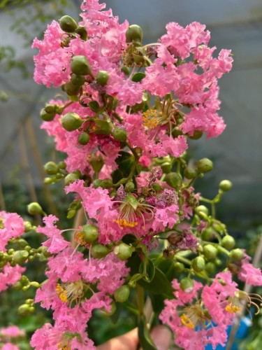 Lagerstroemia indica pianta...