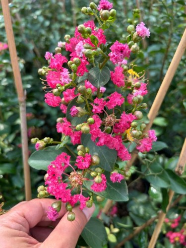 Lagerstroemia indica pianta...
