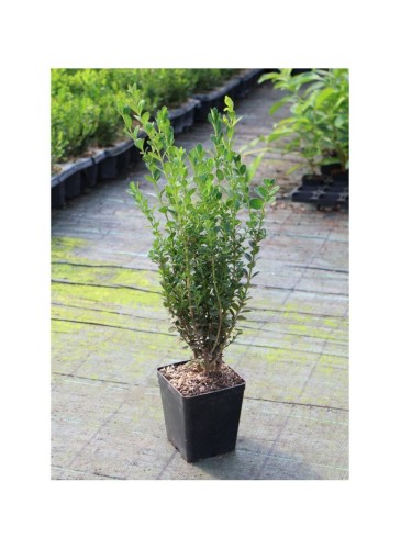 Bosso "Buxus Microphylla...