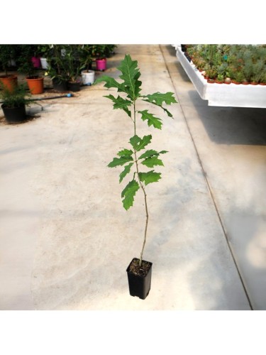 Quercia rossa americana...