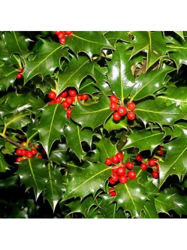 Agrifoglio "Ilex Aquifolium...