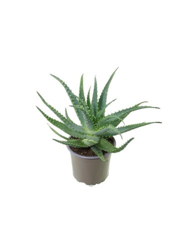 Aloe arborescens "Aloe...