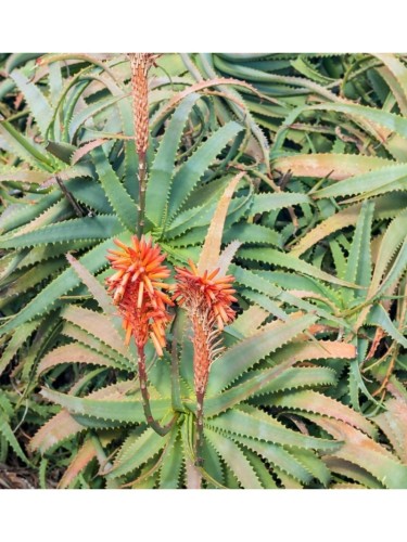 Aloe arborescens "Aloe...