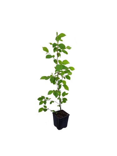 Carpino bianco "Carpinus...