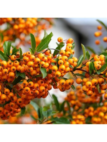 Piracanta "Pyracantha...