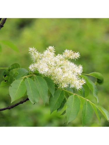 Frassino maggiore "Fraxinus...