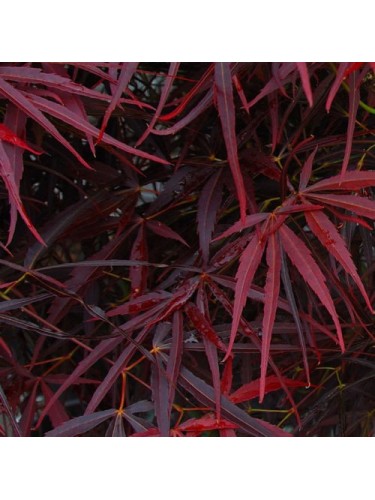 Acero Rosso Giapponese...