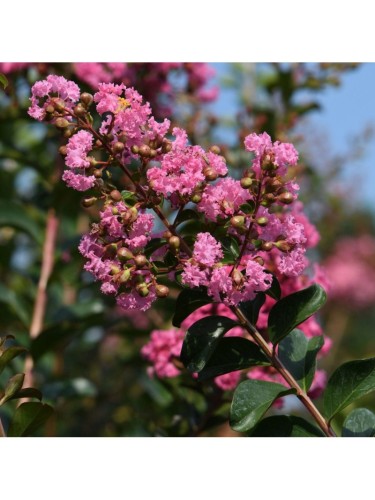 Lagerstroemia indica pianta...