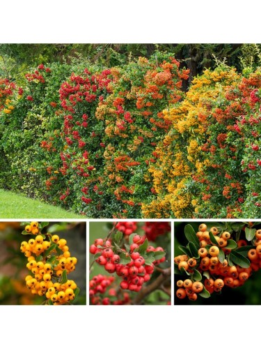 Piracanta "Pyracantha...