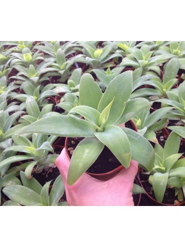 Agave "Agave attenuata"...