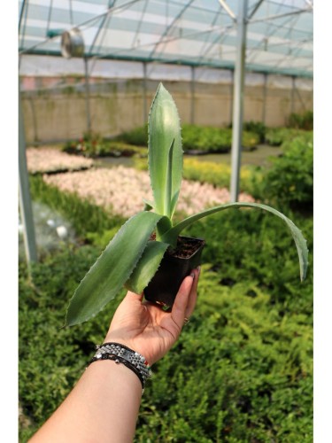 Agave blu "Agave americana"...