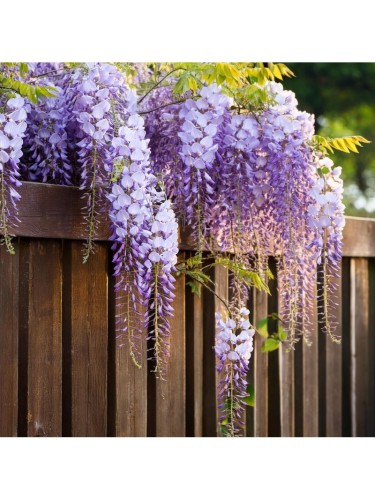 Glicine "Wisteria" pianta...