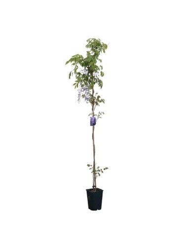 Glicine "Wisteria" pianta...