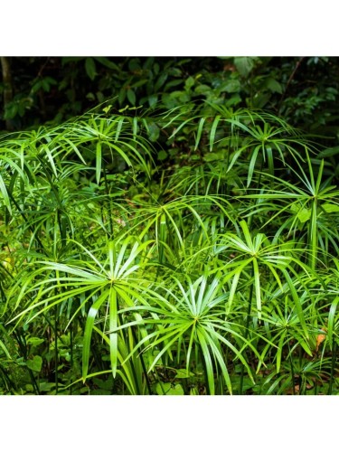 Falso Papiro "Cyperus...