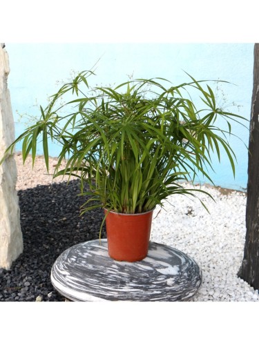 Falso Papiro "Cyperus...