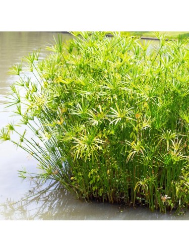 Falso Papiro "Cyperus...
