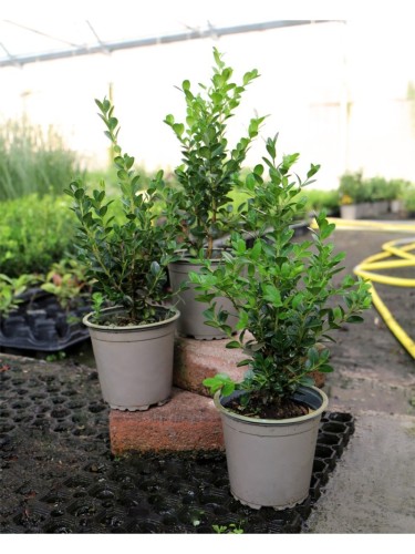 Bosso "Buxus microphylla...