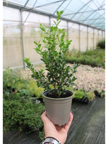 48 piante di Bosso "Buxus...