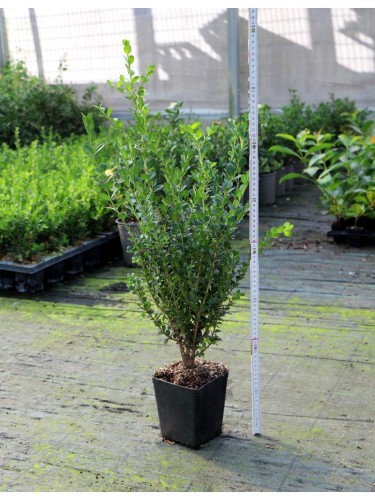 Bosso "Buxus Microphylla...