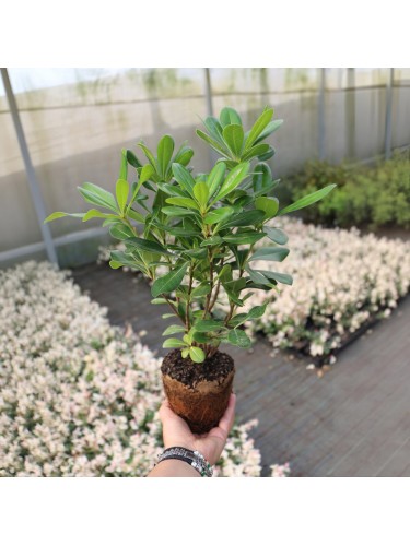 Pitosforo "Pittosporum...