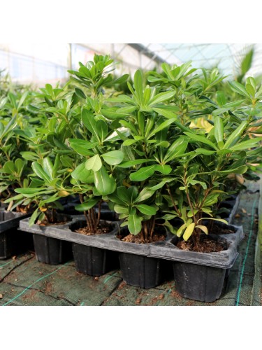 Pitosforo "Pittosporum...