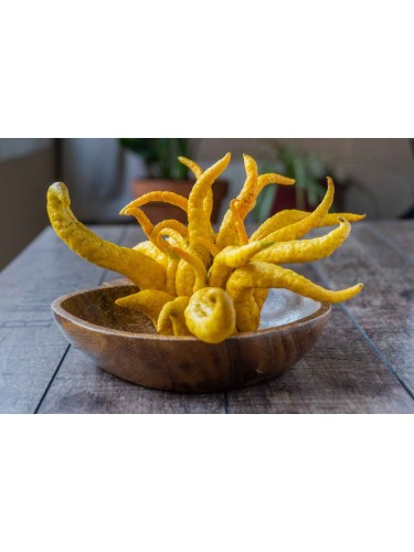 Limone "Mano di Buddha"...