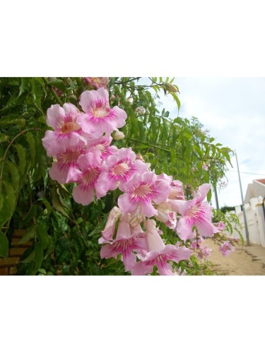 Bignonia capensis "Tecoma...