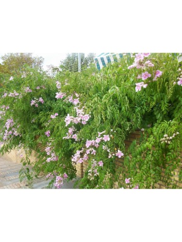Bignonia capensis "Tecoma...