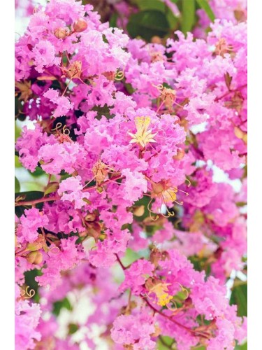 Lagerstroemia indica pianta...