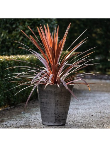 Dracena Dracaena "Indivisa...