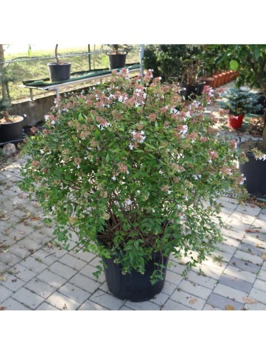 Abelia "Abelia x...