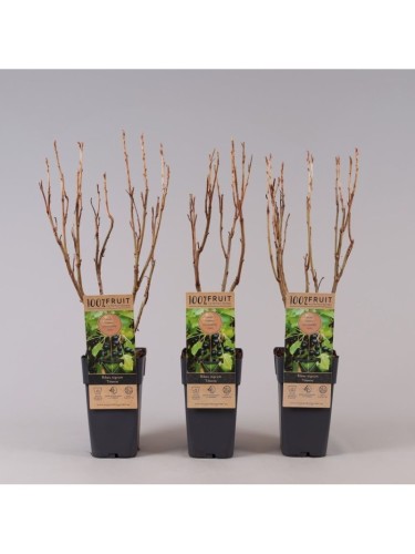 Ribes nero "Ribes nigrum...
