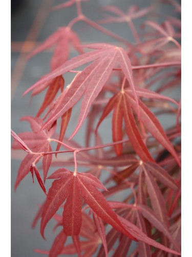 Acero rosso giapponese...