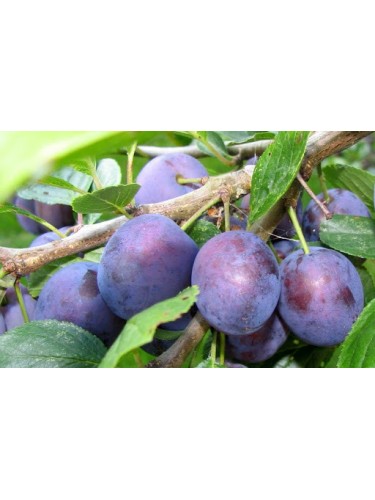 Piante da frutta innestata...