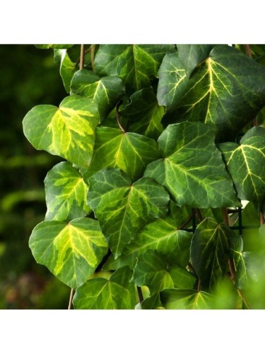 Edera variegata verde e...