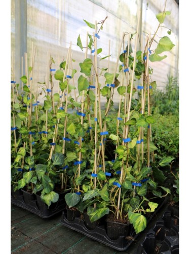 Edera variegata verde e...