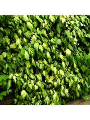Edera variegata verde e...