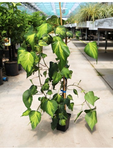 Edera Variegata Verde e...