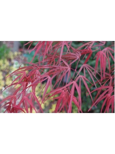 Acero giapponese "Acer...