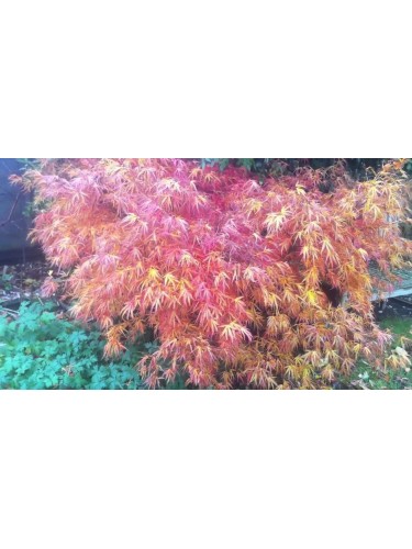 Acero giapponese "Acer...