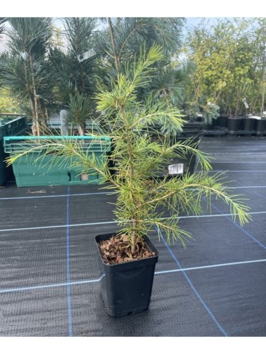 Cedro dell'Himalaya "Cedrus...