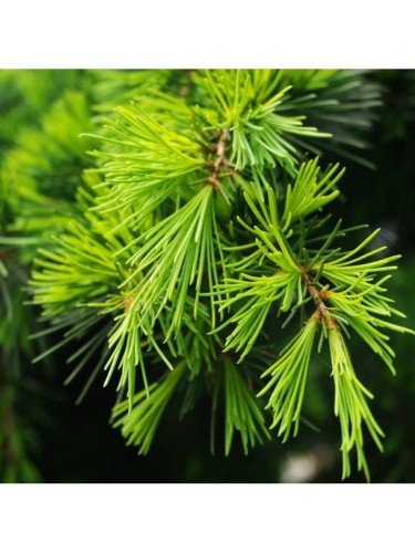 Cedro dell'Himalaya "Cedrus...