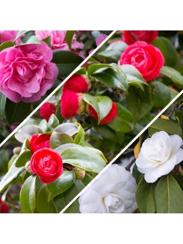 Camelia japonica tricolore...