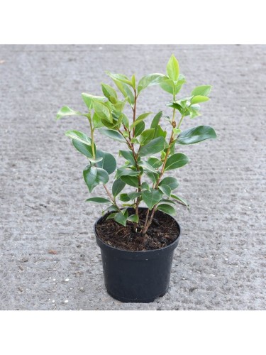 Camelia japonica tricolore...
