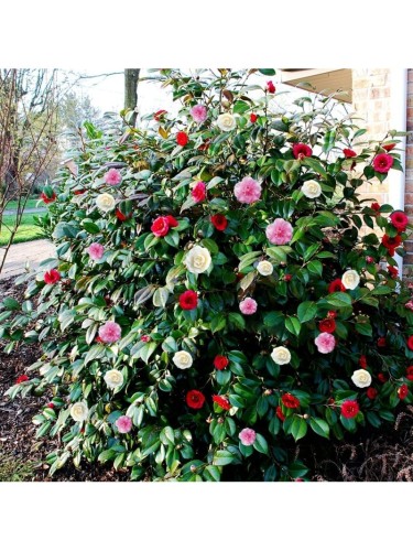 Camelia japonica tricolore...
