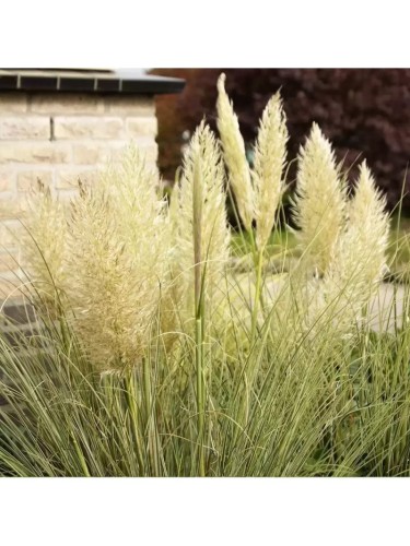 Erba della Pampas...