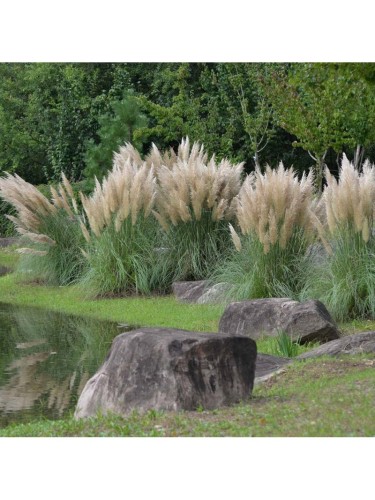 Erba della Pampas...