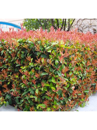 Photinia Red Robin Fotinia...