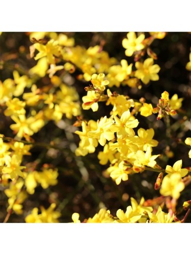 Gelsomino d'inverno giallo...