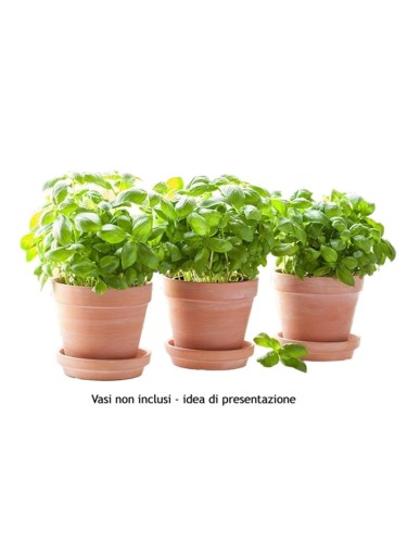 Basilico genovese "Ocimum...